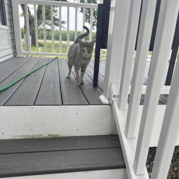 FOUND West Concord -  Domestic Short Hair Cat for Adoption in Rochester, Minnesota - FOUND West Concord | PetCurious