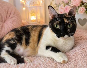 Felicity -  Domestic Short Hair Cat for Adoption in Corpus Christi, Texas - Felicity | PetCurious