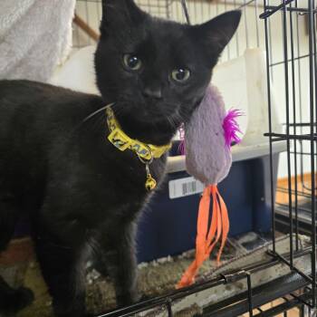 Katie Killjoy -  Domestic Short Hair Cat for Adoption in Allison Park, Pennsylvania - Katie Killjoy | PetCurious