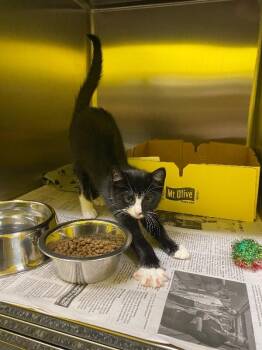 VCR -  Domestic Short Hair Cat for Adoption in Jackson, Tennessee - VCR | PetCurious