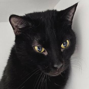 Shadow 2 -  Domestic Short Hair Cat Available for Adoption in Cumming, Georgia - Shadow 2 | PetCurious