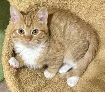 Maggie -  Domestic Short Hair Cat for Adoption in Phoenix, Arizona - Maggie | PetCurious