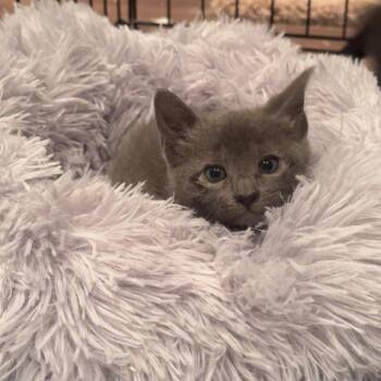 Guacamole -  Domestic Short Hair Cat for Adoption - Guacamole | PetCurious
