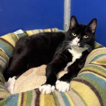 Bella -  Domestic Short Hair Cat for Adoption in Phoenixville, Pennsylvania - Bella | PetCurious