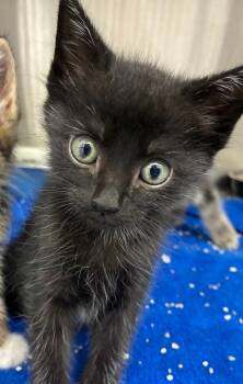 Domestic Short Hair Cats Available for Adoption in Hartsville, South Carolina - Snap | PetCurious