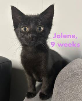 Jolene -  Domestic Short Hair Cat for Adoption in Lemoyne, Pennsylvania - Jolene | PetCurious