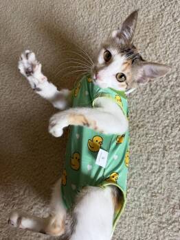 Buffy -  Calico and Domestic Short Hair Cat for Adoption in St. Peters, Missouri - Buffy | PetCurious