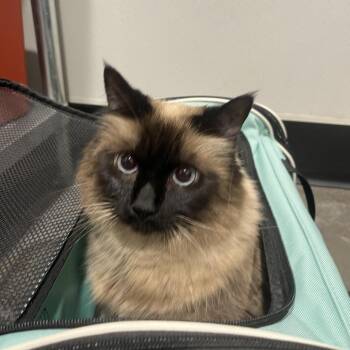 Coconut -  Siamese Cat for Adoption in Tampa, Florida - Coconut | PetCurious