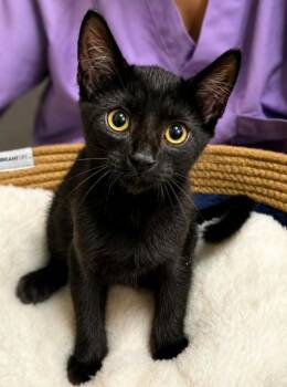 Oatmeal Cream Pie -  Domestic Short Hair Cat for Adoption in El Dorado, Arkansas - Oatmeal Cream Pie | PetCurious