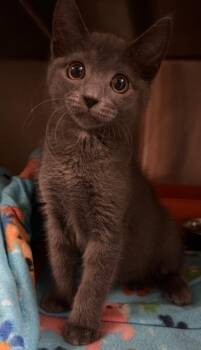 Domestic Short Hair Cats Available for Adoption in Ocala, Florida - Enoki | PetCurious
