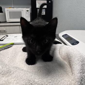 Monty -  Domestic Short Hair Cat for Adoption in Riverside, California - Monty | PetCurious