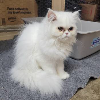 Pearl -  Persian Cat for Adoption in Faribault, Minnesota - Pearl | PetCurious