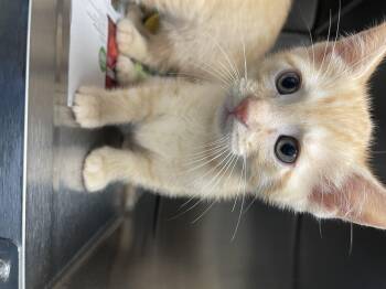 Domestic Short Hair Cats Available for Adoption in Kimberlin Heights, Tennessee - Wayne | PetCurious