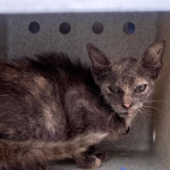 Linmore -  Domestic Short Hair Cat for Adoption in Philadelphia, Pennsylvania - Linmore | PetCurious