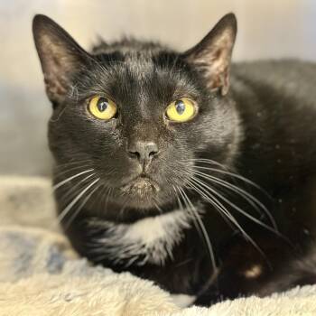 Monkey -  Domestic Short Hair Cat for Adoption in Stafford Township, New Jersey - Monkey | PetCurious