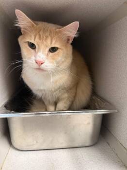 Domestic Long Hair Cats Available for Adoption - Jasper | PetCurious