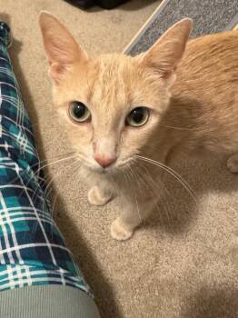 Domestic Short Hair Cats Available for Adoption in Shorewood, Illinois - Fanta | PetCurious