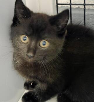 Viper -  Domestic Short Hair Cat for Adoption in Trenton, New Jersey - Viper | PetCurious