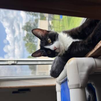 Patches -  Domestic Short Hair Cat for Adoption in Salem, New Hampshire - Patches | PetCurious