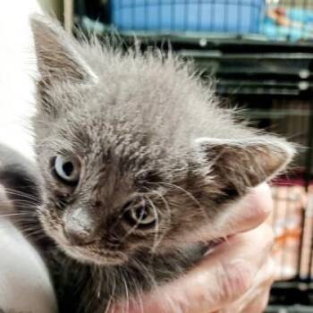 Domestic Short Hair Cats Available for Adoption in Bulverde, Texas - Selene | PetCurious