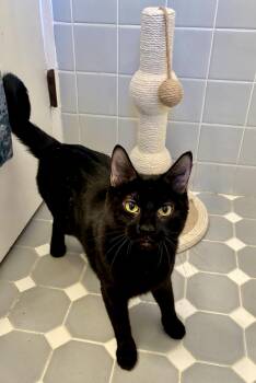 Domestic Short Hair Cats Available for Adoption - Lucy | PetCurious
