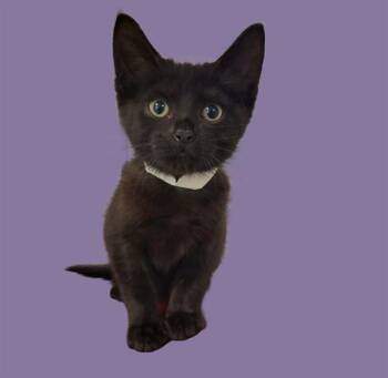 Domestic Short Hair Cats Available for Adoption in Sarasota, Florida - RILEY | PetCurious