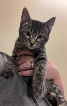 Winston -  Domestic Short Hair Cat for Adoption in Honeoye, New York - Winston | PetCurious