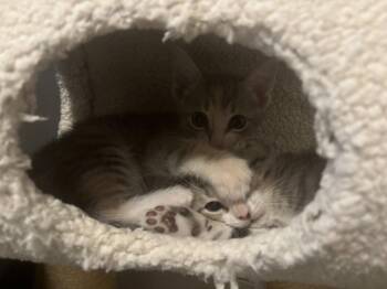 Zuma -  Domestic Short Hair Cat for Adoption in Orlando, Florida - Zuma | PetCurious