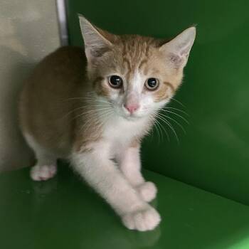 BOO -  Domestic Short Hair Cat for Adoption in Richmond, California - BOO | PetCurious