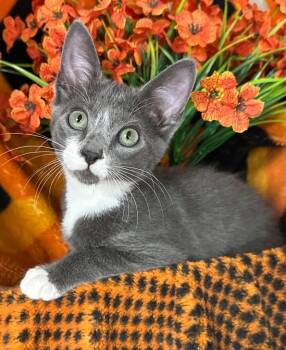 4/29/26 Zebco -  Domestic Short Hair Cat for Adoption in Stillwater, Oklahoma - 4/29/26 Zebco | PetCurious