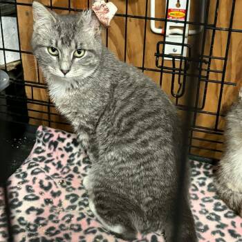 Domestic Short Hair Cats Available for Adoption in Rochester, Minnesota - Hank | PetCurious