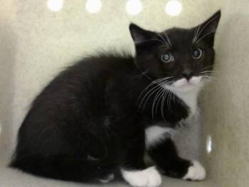 A552210 -  Domestic Medium Hair Cat for Adoption in Moreno Valley, California - A552210 | PetCurious