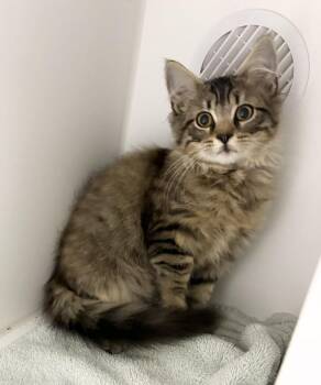 Jade -  Domestic Medium Hair Cat for Adoption in Rochester, Indiana - Jade | PetCurious