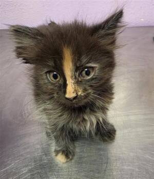 61771872 -  Domestic Long Hair Cat for Adoption in El Paso, Texas - 61771872 | PetCurious