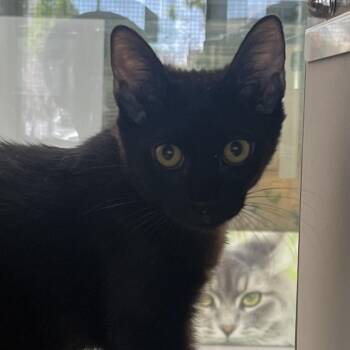 Junker Queen -  Domestic Short Hair Cat for Adoption in Reno, Nevada - Junker Queen | PetCurious