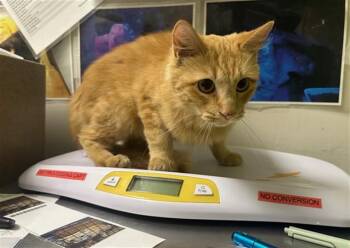 MAPLE -  Domestic Short Hair Cat for Adoption in Pueblo, Colorado - MAPLE | PetCurious