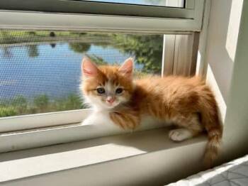 Domestic Medium Hair Cats Available for Adoption in Chicago, Illinois - Slash | PetCurious