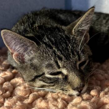 Rescue Domestic Short Hair Cats for Adoption in Hudson, New York - Krueger | PetCurious