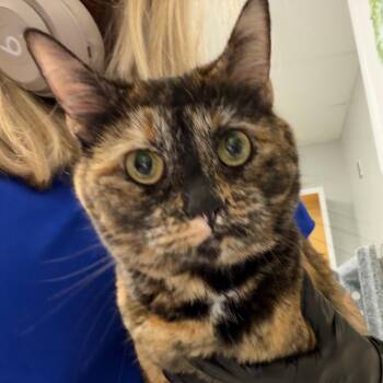 Charlie -  Domestic Short Hair Cat for Adoption in Greenville, South Carolina - Charlie | PetCurious