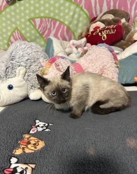 Rescue Siamese Cats for Adoption in Cedartown, Georgia - Tao | PetCurious