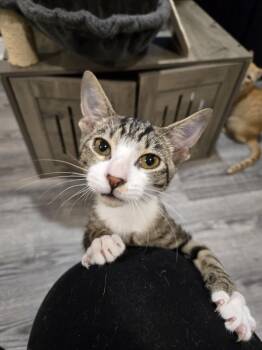 Alvin -  Domestic Short Hair Cat for Adoption in Philadelphia, Pennsylvania - Alvin | PetCurious