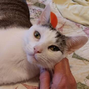 Hetty -  Domestic Short Hair Cat Available for Adoption in Bedford, New Hampshire - Hetty | PetCurious