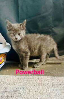 Rescue Domestic Short Hair Cats for Adoption in Johnson City, Tennessee - Powerball | PetCurious