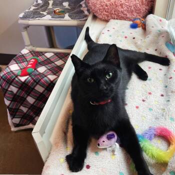 Sabrina -  Domestic Short Hair Cat for Adoption in Friday Harbor, Washington - Sabrina | PetCurious