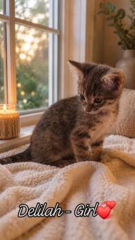 Deliliah -  Domestic Short Hair Cat for Adoption in Miami, Oklahoma - Deliliah | PetCurious