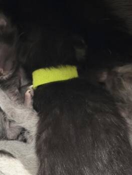 SKY -  Domestic Short Hair Cat for Adoption in Loveland, Colorado - SKY | PetCurious