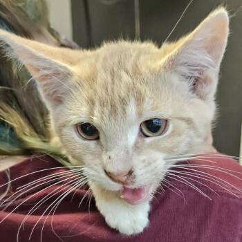 Boston -  Domestic Short Hair Cat for Adoption in Monticello, Iowa - Boston | PetCurious