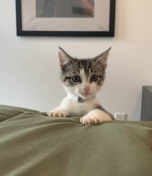 Rescue Domestic Short Hair Cats for Adoption in Houston, Texas - EVE | PetCurious