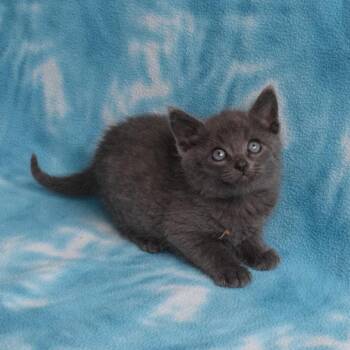 Cirrus -  Domestic Short Hair Cat Available for Adoption in Eureka, California - Cirrus | PetCurious