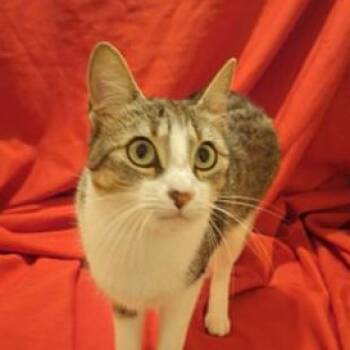 Maddie -  Domestic Short Hair Cat for Adoption in Liverpool, Texas - Maddie | PetCurious